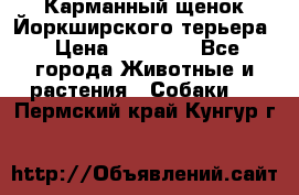 Карманный щенок Йоркширского терьера › Цена ­ 30 000 - Все города Животные и растения » Собаки   . Пермский край,Кунгур г.